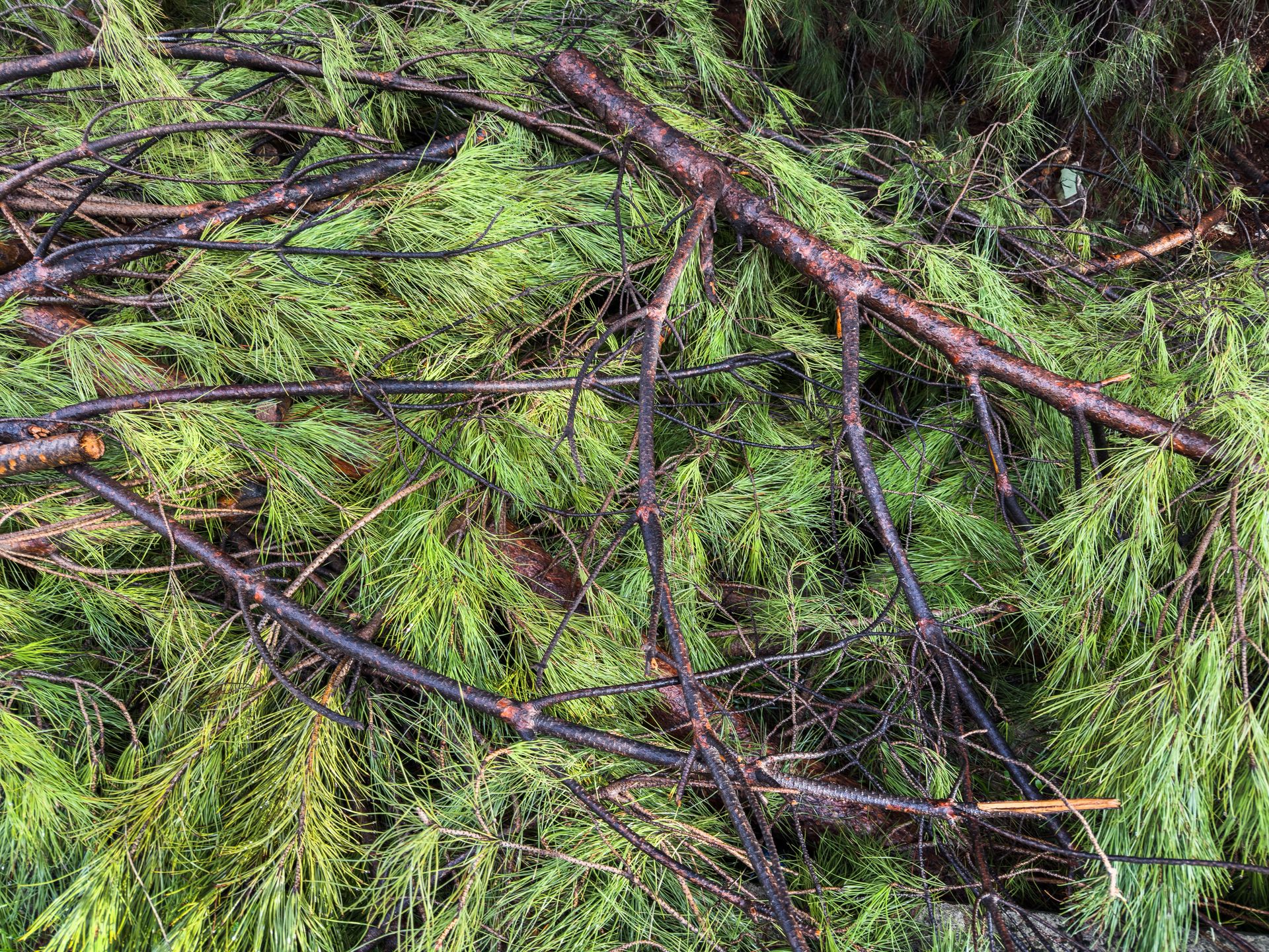 A detailed view of cut pine branches, showcasing vivid green needles.